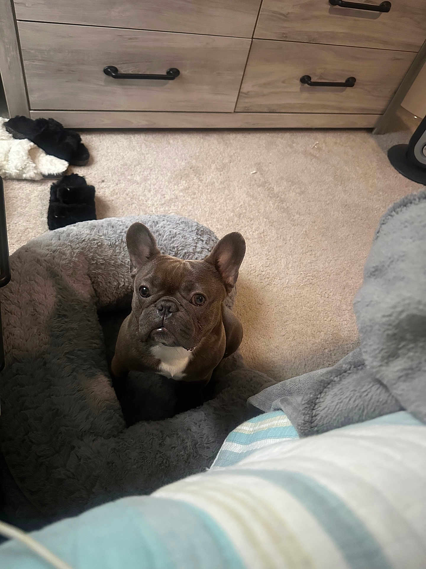 Stitch is registered to the contest to win money with this photo: french_bulldog, dog, pet_bed, carpet, slippers, dresser, wooden_furniture, blanket, indoor, cozy, brown_dog, looking_up, curious, floor, home, comfortable, small_dog, ears_up, animal, resting_place