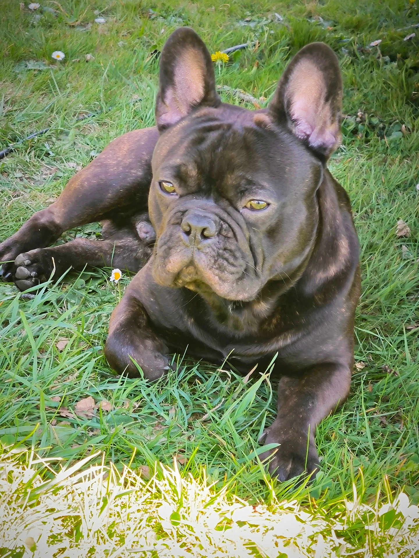 Vince