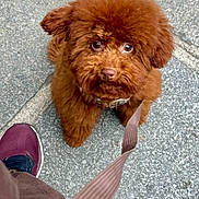 Bouba a rejoint le concours — aidez-le/la à gagner de superbes lots ! animal, brown_dog, casual_clothing, companion, curly_fur, cute, dog, fluffy, footwear, friendly, leash, looking_up, outdoor, pavement, pet, puppy, sidewalk, small_dog, sneakers, walking
