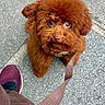 animal, brown_dog, casual_clothing, companion, curly_fur, cute, dog, fluffy, footwear, friendly, leash, looking_up, outdoor, pavement, pet, puppy, sidewalk, small_dog, sneakers, walking