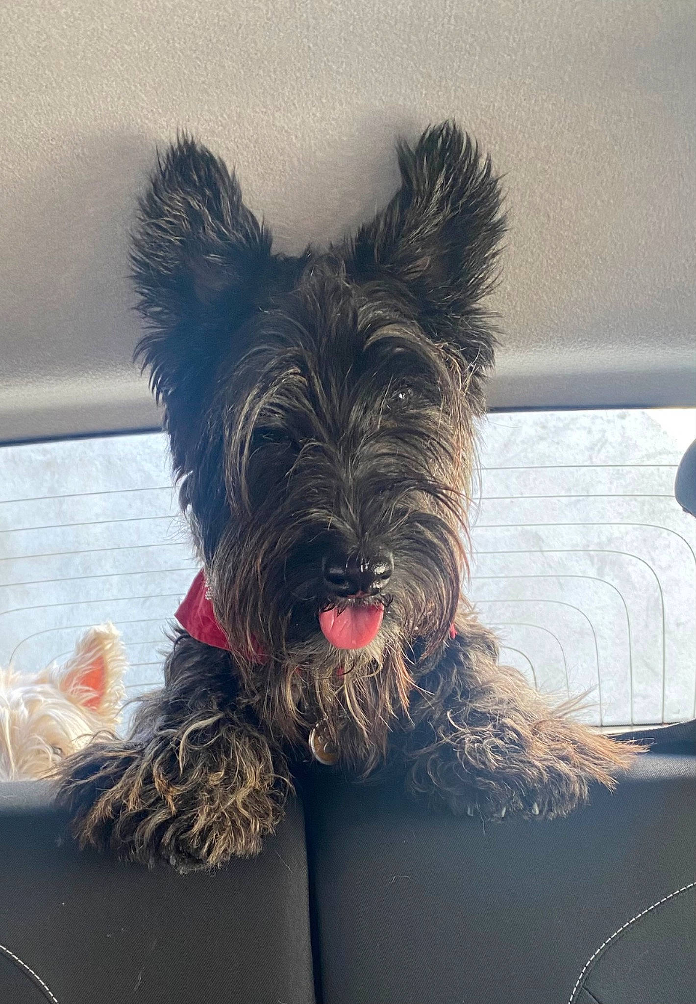 Taïny participe au concours pour gagner de l'argent avec cette photo : canidae, carnivore, comfort, companion_dog, dog, dog_breed, dog_collar, dog_supply, fur, liver, non_sporting_group, paw, schnauzer, small_terrier, snout, sporting_group, terrier, toy_dog, working_animal