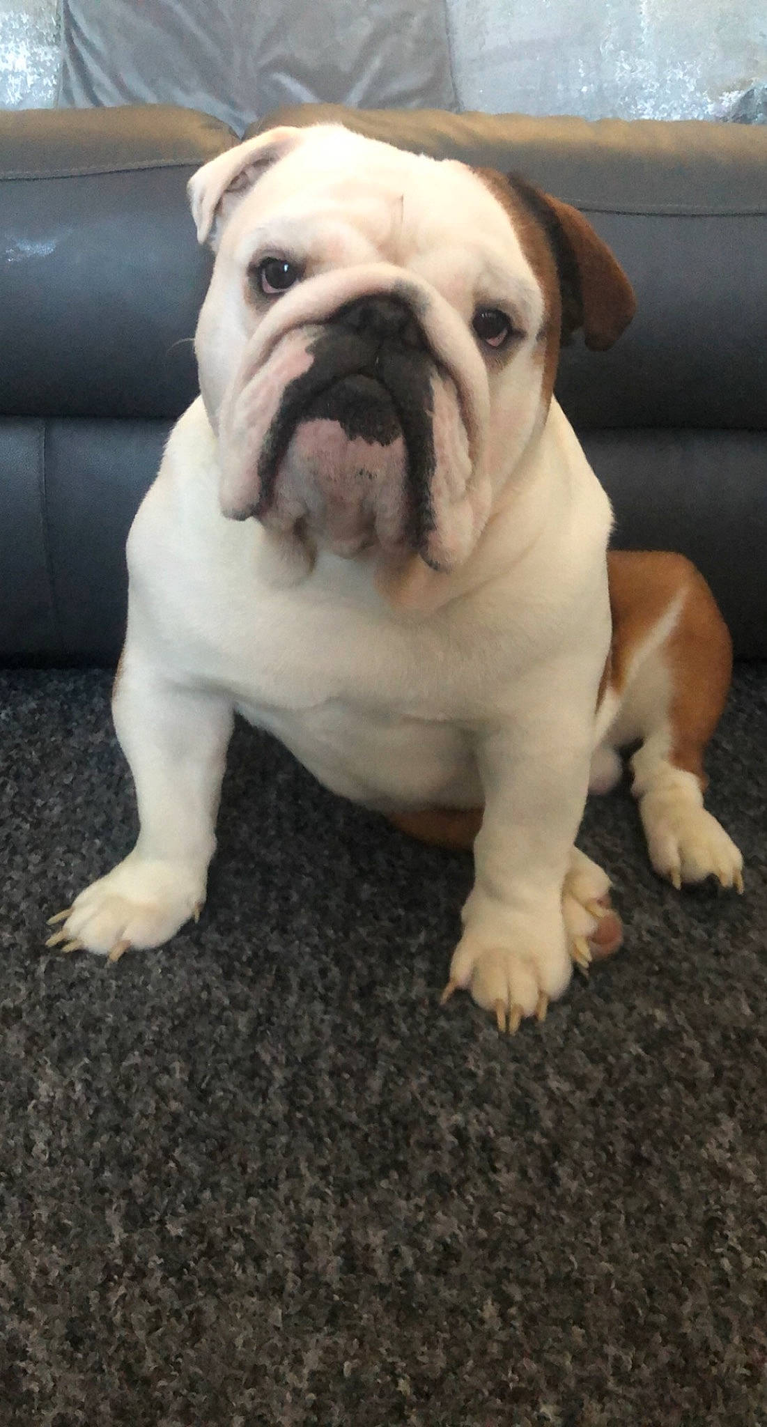 Boris is registered to the contest to win money with this photo: bored, bulldog, canidae, carnivore, comfort, companion_dog, dog, dog_breed, fawn, fur, grass, molosser, non_sporting_group, paw, snout, sporting_group, terrestrial_animal, toy_dog, whiskers, wrinkle