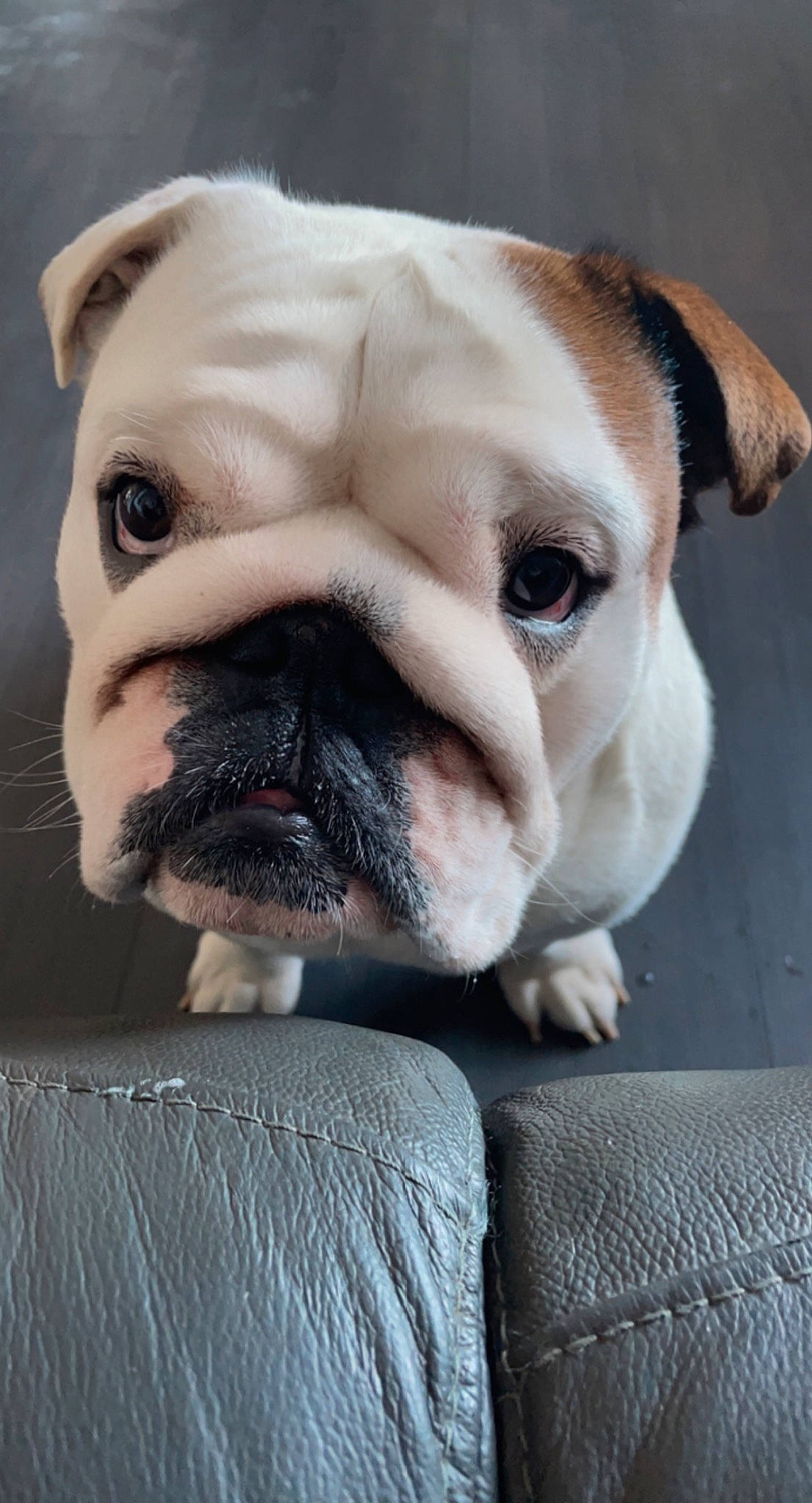 Boris joined the competition — help win amazing prizes! bulldog, canidae, carnivore, comfort, companion_dog, dog, dog_breed, dog_collar, ear, fawn, non_sporting_group, nose, snout, sporting_group, terrestrial_animal, toy_dog, whiskers, window, working_animal, wrinkle