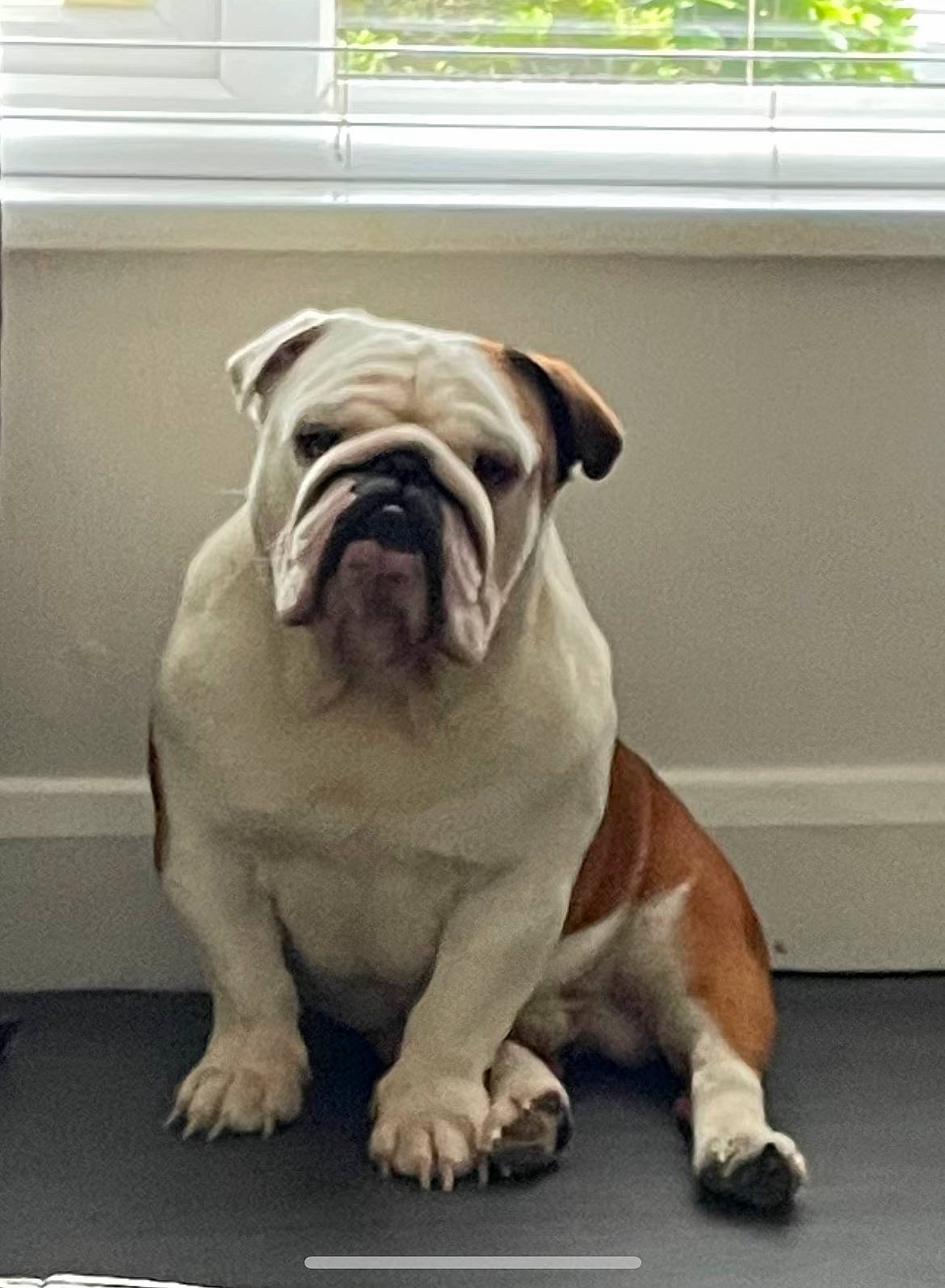 Boris is registered to the contest to win money with this photo: bulldog, canidae, carnivore, companion_dog, dog, dog_breed, fawn, floor, flooring, molosser, plant, snout, sporting_group, terrestrial_animal, toy_dog, white_english_bulldog, window, wood, working_animal, wrinkle