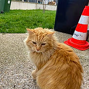 Gizmo participe au concours pour gagner de l'argent avec cette photo : cat, orange_cat, fluffy, longhaired, feline, pet, animal, portrait, outdoor, garden, pavement, traffic_cone, wheelie_bin, garbage_bin, residential, houses, grass, sitting, whiskers, alert