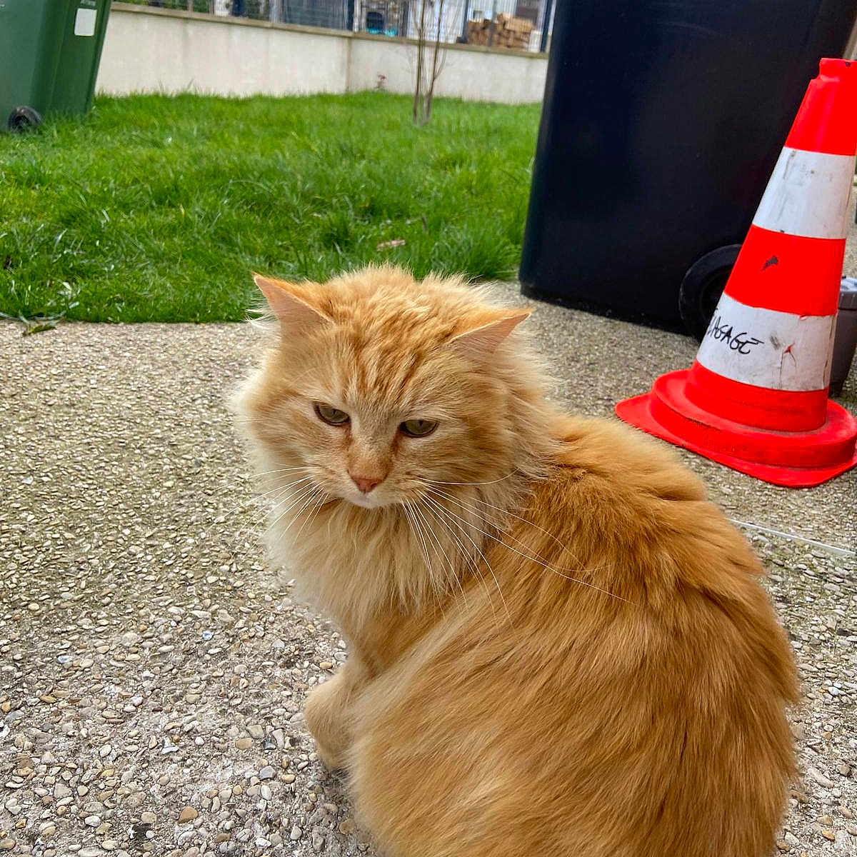 Gizmo