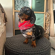 Appy participe au concours pour gagner de l'argent avec cette photo : dog, dachshund, blue_eye, red_bandana, pouf, indoor, furniture, decor, wooden_shelf, green_drawers, cozy, pet, portrait, small_dog, looking_up, floor, home, cute, animal, domestic_pet