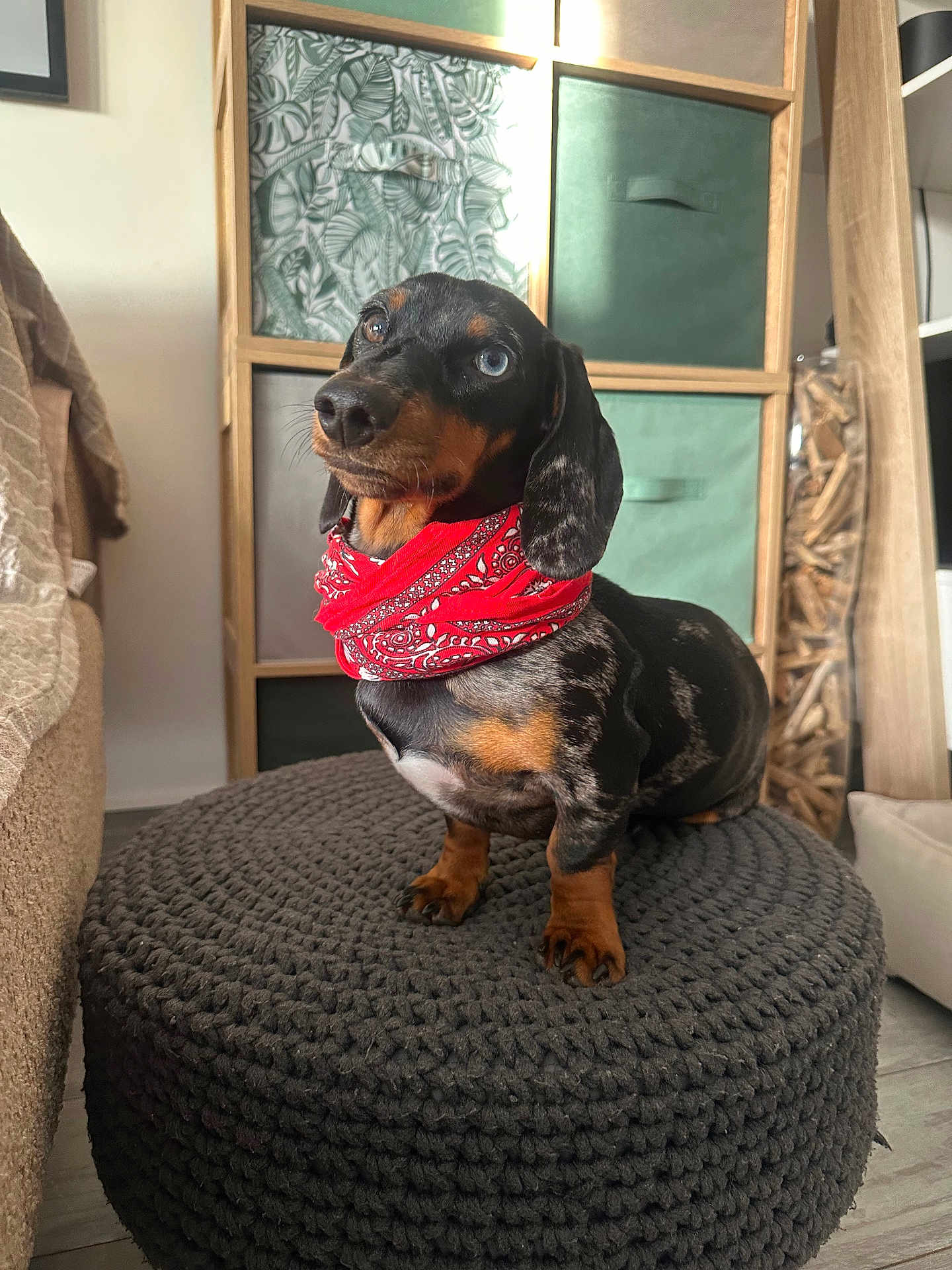 Appy participe au concours pour gagner de l'argent avec cette photo : dog, dachshund, blue_eye, red_bandana, pouf, indoor, furniture, decor, wooden_shelf, green_drawers, cozy, pet, portrait, small_dog, looking_up, floor, home, cute, animal, domestic_pet