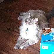 Reilly is registered to the contest to win money with this photo: box, british_longhair, carnivore, cat, cat_toy, claw, fawn, felidae, flooring, fur, hardwood, paw, ragdoll, small_to_medium_sized_cats, smile, snout, tail, varnish, whiskers, wood