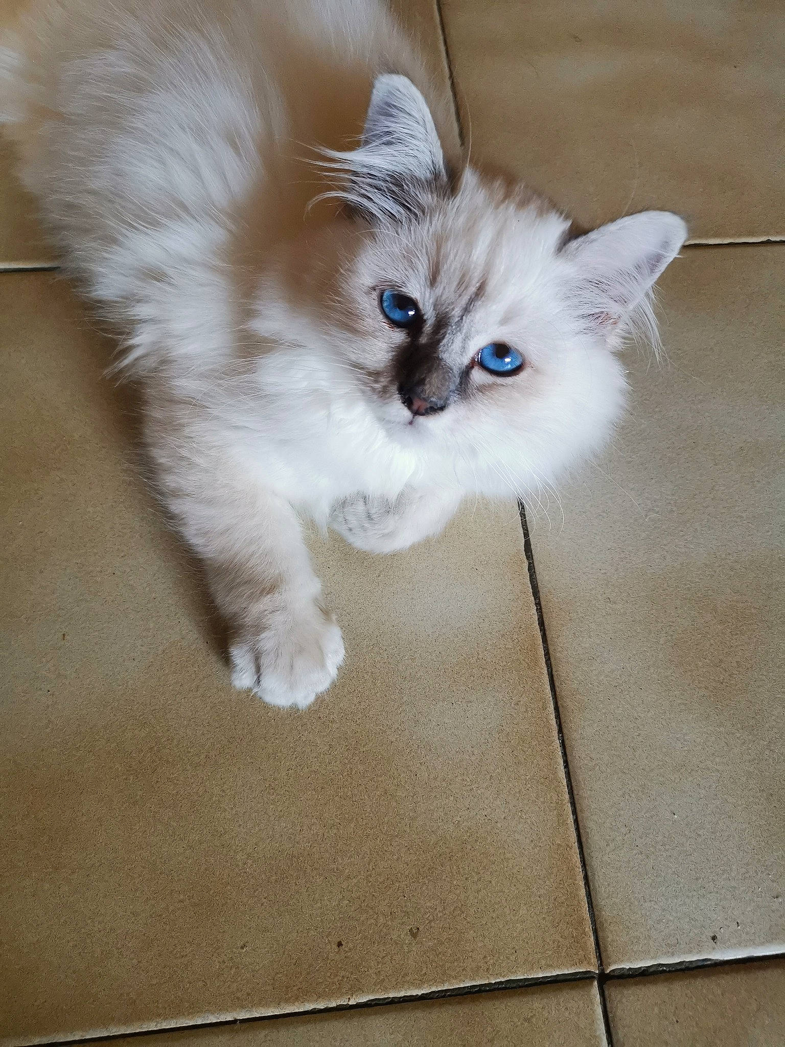 Ulyss a rejoint le concours — aidez-le/la à gagner de superbes lots ! balinese, carnivore, cat, claw, electric_blue, eye, fawn, felidae, flooring, fur, paw, small_to_medium_sized_cats, snout, tail, tile_flooring, whiskers