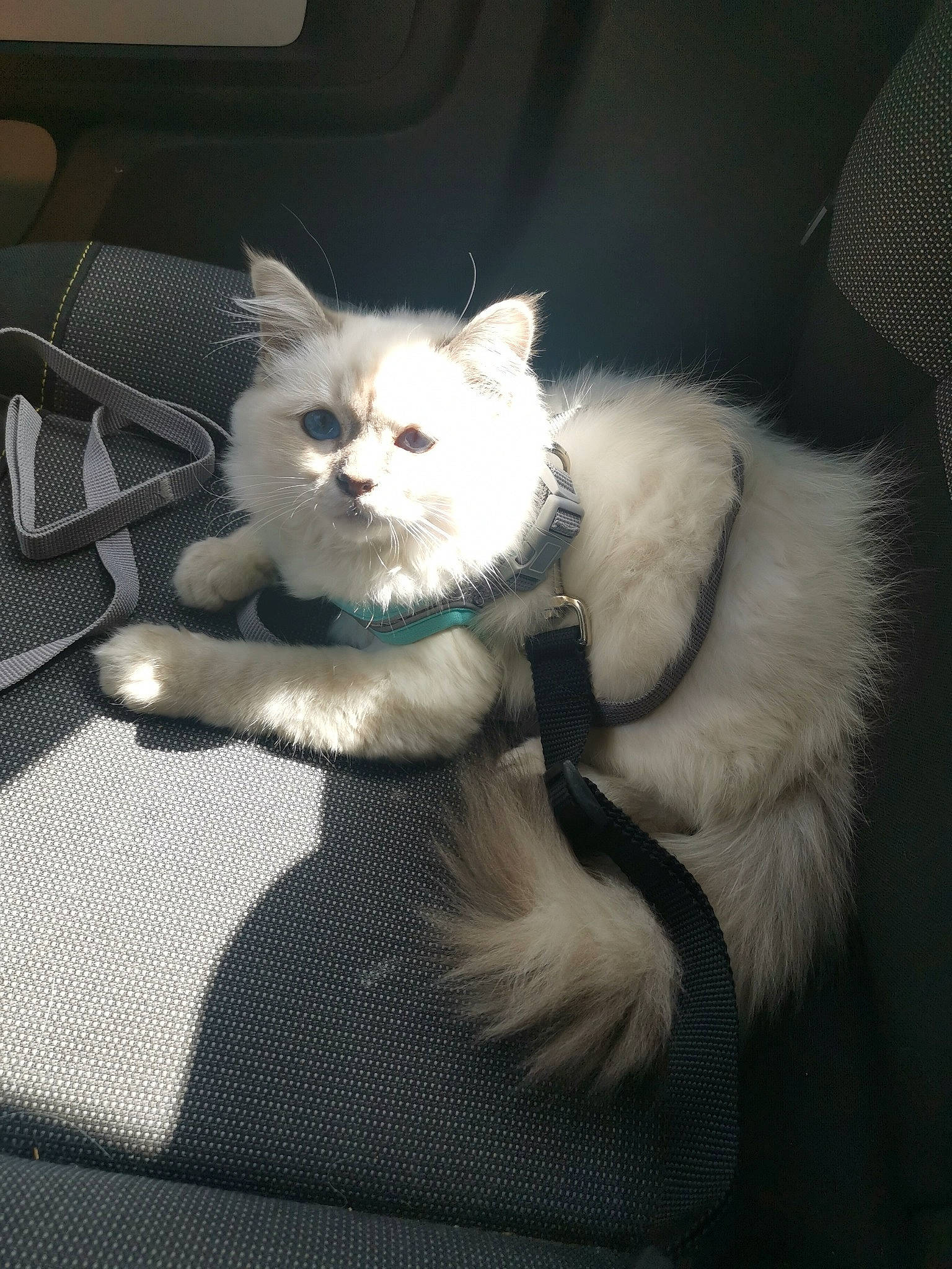 Ulyss a rejoint le concours — aidez-le/la à gagner de superbes lots ! carnivore, cat, cat_supply, chair, claw, comfort, couch, eye, fawn, felidae, fur, paw, ragdoll, sitting, small_to_medium_sized_cats, snout, tail, terrestrial_animal, whiskers