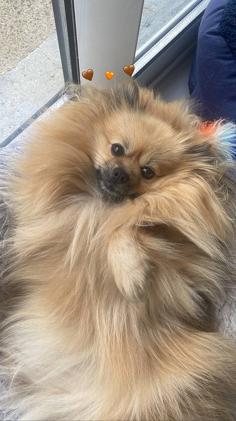 Perle participe au concours pour gagner de l'argent avec cette photo : canidae, carnivore, companion_dog, dog, dog_breed, fawn, fur, german_spitz, german_spitz_klein, german_spitz_mittel, laptop, liver, smile, snout, spitz, sporting_group, toy_dog, volpino_italiano, whiskers, working_animal