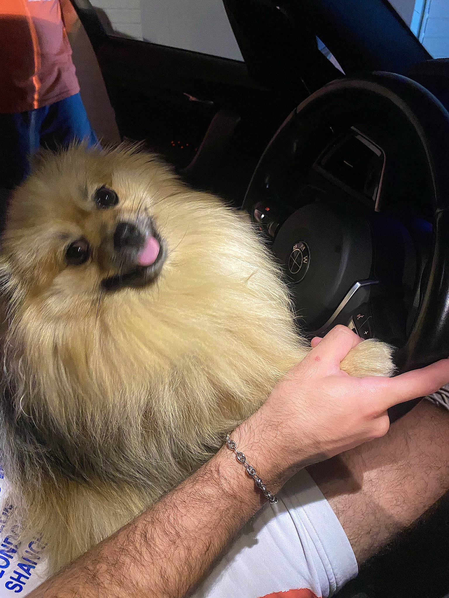 Perle participe au concours pour gagner de l'argent avec cette photo : bag, carnivore, companion_dog, dog, dog_breed, fawn, fur, german_spitz, german_spitz_klein, luggage_and_bags, nail, personal_luxury_car, smile, snout, spitz, sporting_group, thumb, toy_dog, vehicle_door, wrist