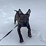 dog, snow, leash, running, outdoor, pet, animal, winter, playful, motion, canine, fur, ears, paws, cold, daylight, nature, active, walking, blur