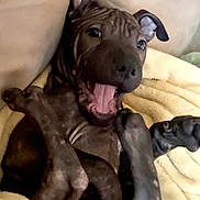Nico is registered to the contest to win money with this photo: dog, puppy, blanket, wrinkled_skin, playful, lying_down, pet, canine, cute, ears, mouth_open, tongue, indoor, soft_texture, fur, animal, comfort, relaxed, expression, close_up