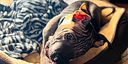 Nico joined the competition — help win amazing prizes! puppy, dog, pet, playing, toy, rope_toy, dog_bed, blanket, zebra_pattern, cozy, indoor, animal, cute, wrinkled_skin, relaxed, young_dog, close_up, light, comfort, adorable