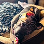 puppy, dog, pet, playing, toy, rope_toy, dog_bed, blanket, zebra_pattern, cozy, indoor, animal, cute, wrinkled_skin, relaxed, young_dog, close_up, light, comfort, adorable