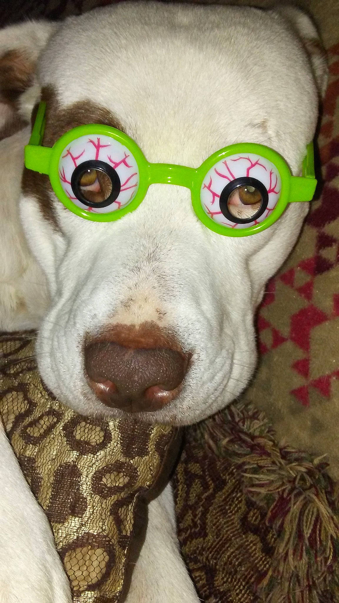 Cane is registered to the contest to win money with this photo: carnivore, dog, dog_breed, ear, eye, eyebrow, eyelash, eyewear, fang, fawn, glasses, head, jaw, mammal, nose, sunglasses, vertebrate, vision_care, whiskers, working_animal
