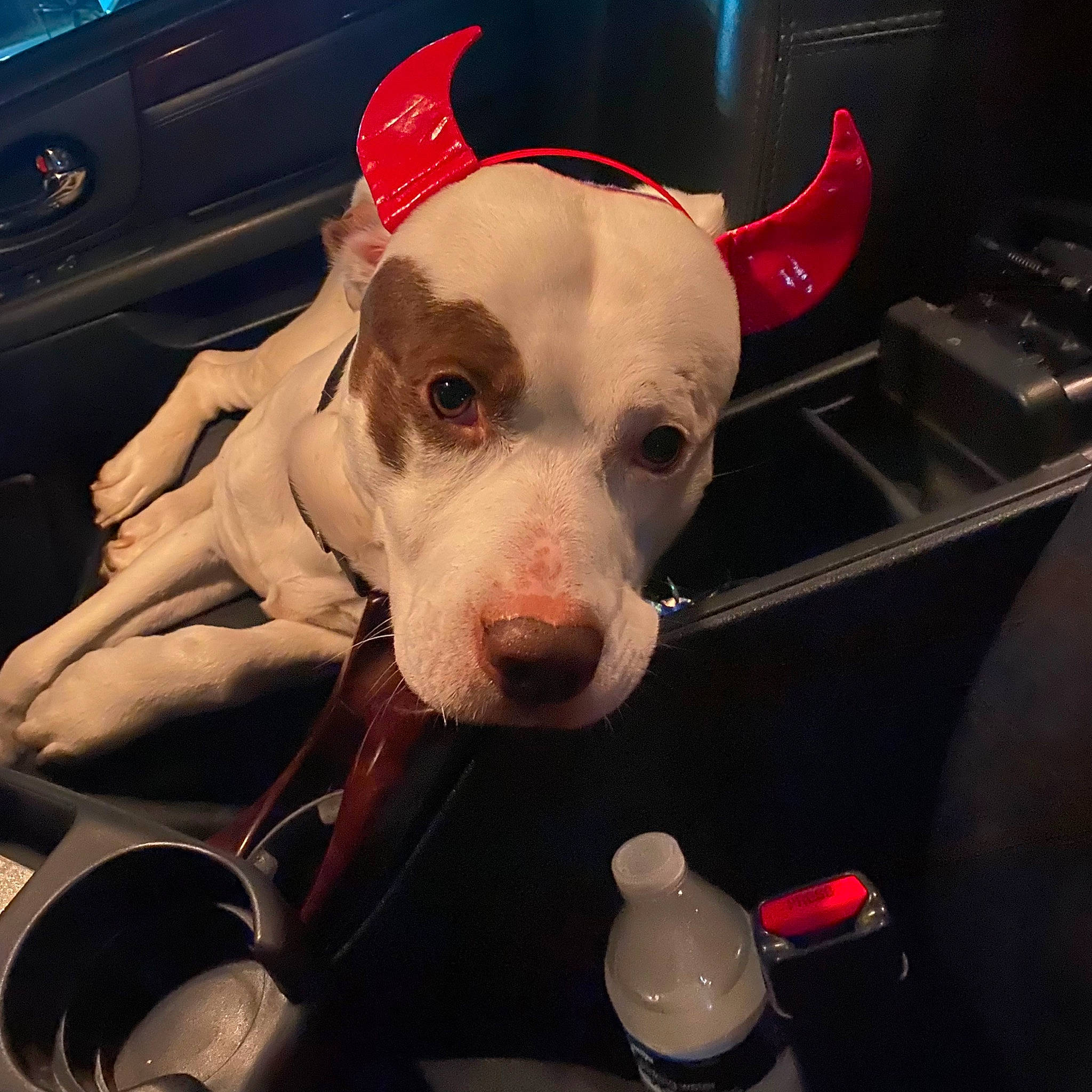 Cane joined the competition — help win amazing prizes! automotive_lighting, car, carnivore, companion_dog, computer_keyboard, dog, dog_breed, ear, eye, eyewear, fawn, fur, human_body, jaw, nose, selfie, snout, vehicle_door, whiskers, working_animal