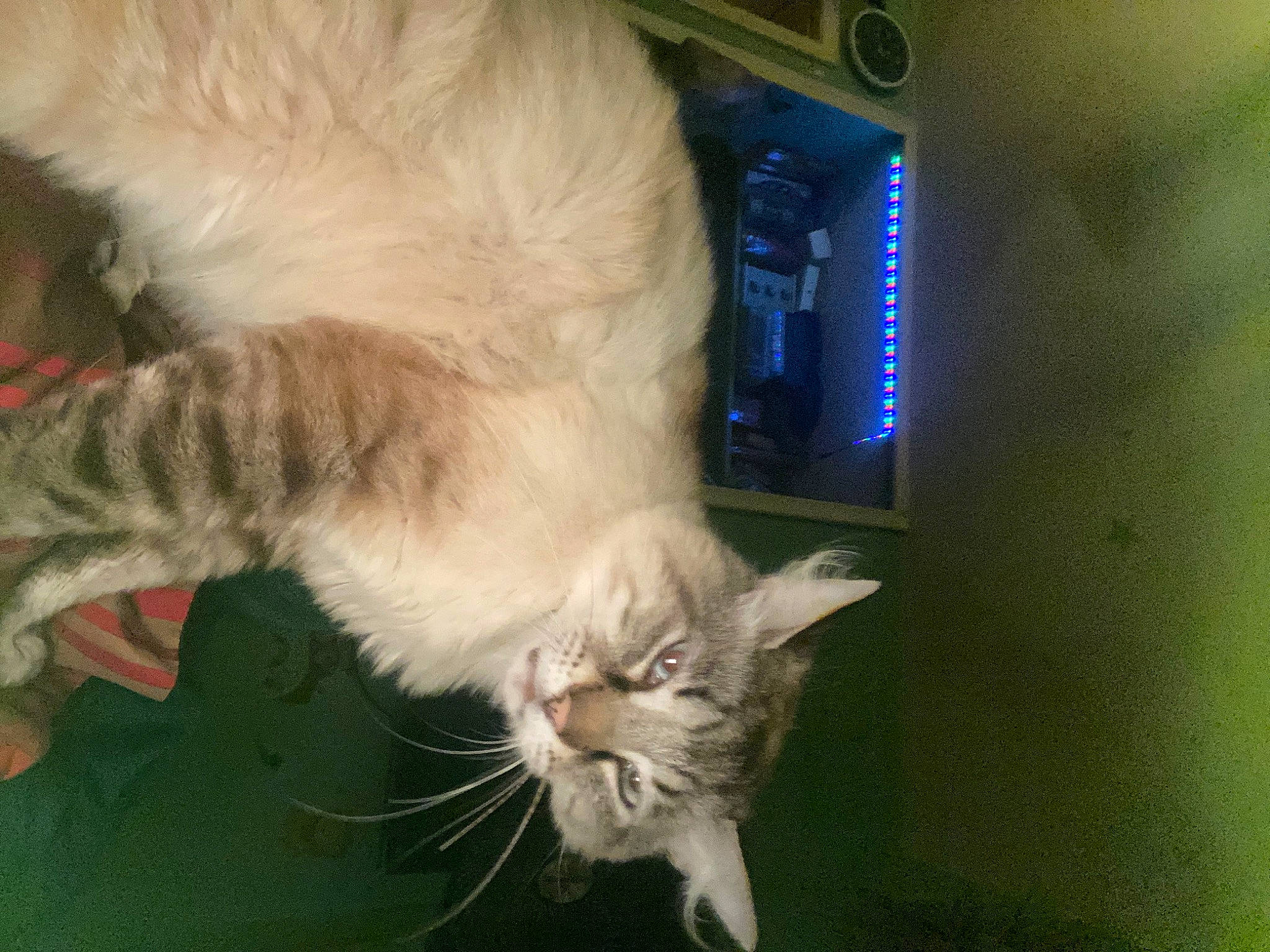 Able is registered to the contest to win money with this photo: carnivore, cat, claw, comfort, display_device, domestic_short_haired_cat, fawn, felidae, fur, lap, led_backlit_lcd_display, paw, small_to_medium_sized_cats, tail, television, vertebrate, whiskers