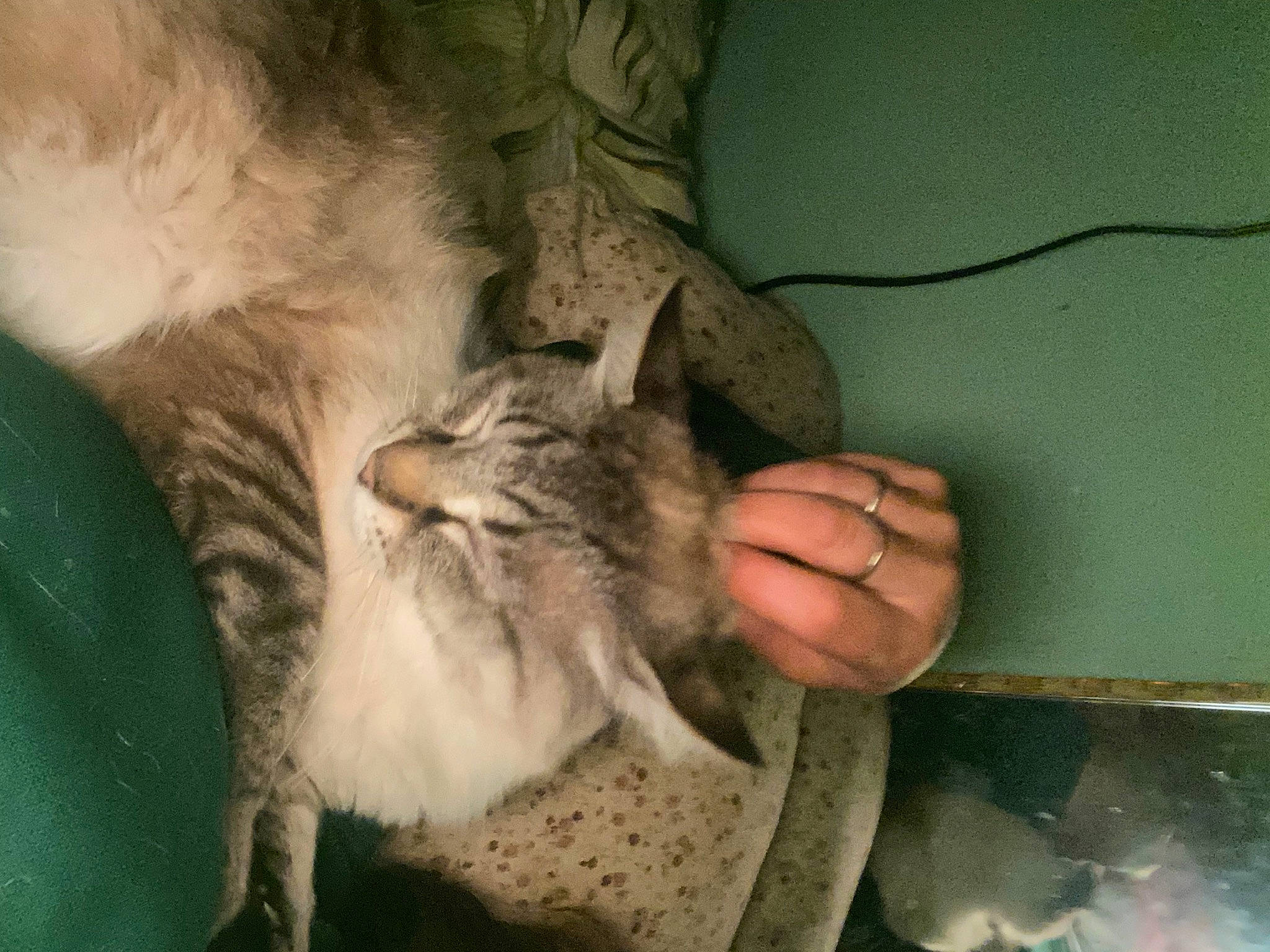 Able joined the competition — help win amazing prizes! carnivore, cat, claw, comfort, domestic_short_haired_cat, felidae, foot, fur, gesture, nail, nap, paw, small_to_medium_sized_cats, tail, toe, whiskers