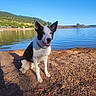 Mia participe au concours pour gagner de l'argent avec cette photo : dog, pet, black_and_white, sitting, outdoors, lakeshore, lake, water, rocky_ground, mountains, hills, forest, landscape, blue_sky, sunny, sailboats, shoreline, animal, portrait, nature