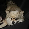 dog, pomeranian, fluffy, small_dog, car_seat, dark, indoor, pet, animal, cute, fur, black_nose, ears, face, looking_down, vehicle_interior, passenger_seat, curious, seat, canine