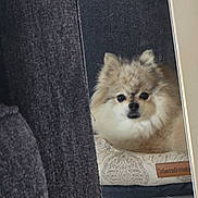Theo is registered to the contest to win money with this photo: dog, pomeranian, pet_bed, curtain, indoor, floor, furry, small_dog, resting, cozy, brown, white, black_eyes, animal, cute, companion, home, fur, looking, relaxed
