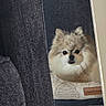 dog, pomeranian, pet_bed, curtain, indoor, floor, furry, small_dog, resting, cozy, brown, white, black_eyes, animal, cute, companion, home, fur, looking, relaxed