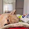Theo is registered to the contest to win money with this photo: dog, resting, blanket, hand, chips, snack, indoor, room, chair, curtains, door, pet, cozy, fur, relaxing, home, furniture, pink_basket, window, casual