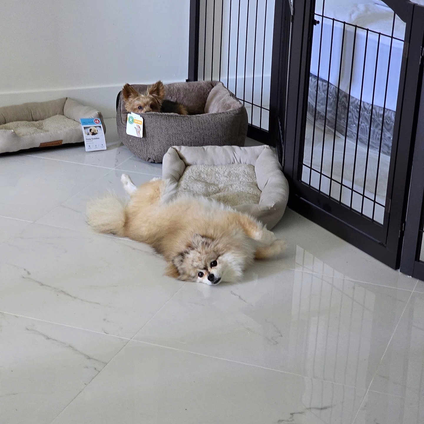 Theo joined the competition — help win amazing prizes! dog, pet_bed, floor, tile, indoor, gate, furniture, cozy, resting, brown_dog, fluffy_dog, small_dog, relaxed, home, animal, cute, comfort, quiet, peaceful, domestic