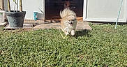 Theo joined the competition — help win amazing prizes! dog, grass, outdoor, sunlight, potted_plant, doorway, house, pet, running, happy, animal, yard, greenery, daytime, fluffy, small_dog, playful, open_door, shadow, nature