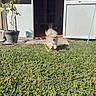 dog, grass, outdoor, sunlight, potted_plant, doorway, house, pet, running, happy, animal, yard, greenery, daytime, fluffy, small_dog, playful, open_door, shadow, nature