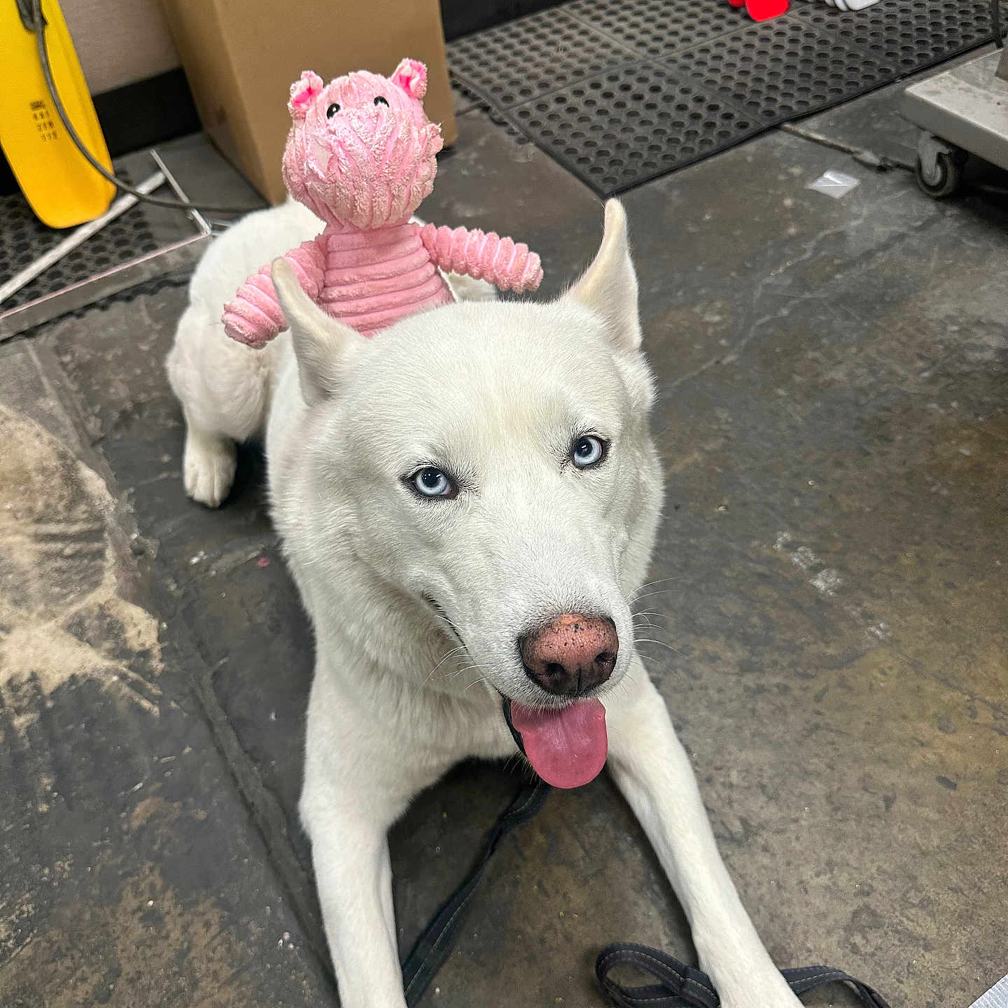 Jaxon is registered to the contest to win money with this photo: accessories, animal, architecture, box, building, canine, cream, dessert, dog, food, husky, icing, nature, outdoors, pet, puppy, shelter, snow, strap, whitedog