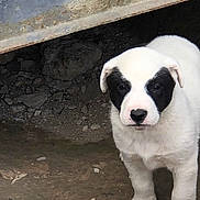 Ranger is registered to the contest to win money with this photo: puppy, dog, white, black_patches, outdoor, dirt, rusty_metal, curious, animal, young_dog, pet, canine, ground, nature, standing, close_up, fur, ears, nose, eyes