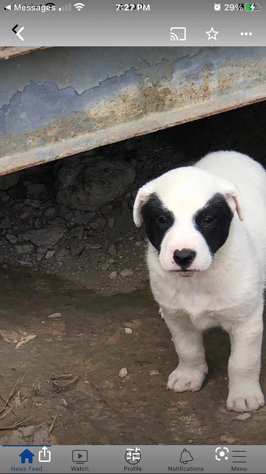 Ranger is registered to the contest to win money with this photo: puppy, dog, white, black_patches, outdoor, dirt, rusty_metal, curious, animal, young_dog, pet, canine, ground, nature, standing, close_up, fur, ears, nose, eyes