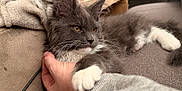 Athena participe au concours pour gagner de l'argent avec cette photo : cat, kitten, gray_cat, white_paws, paw, whiskers, hand, human_hand, couch, blanket, cozy, indoor, pet, portrait, lounging, close_up, fur, pink_paw, sofa, relaxing