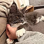 cat, kitten, gray_cat, white_paws, paw, whiskers, hand, human_hand, couch, blanket, cozy, indoor, pet, portrait, lounging, close_up, fur, pink_paw, sofa, relaxing
