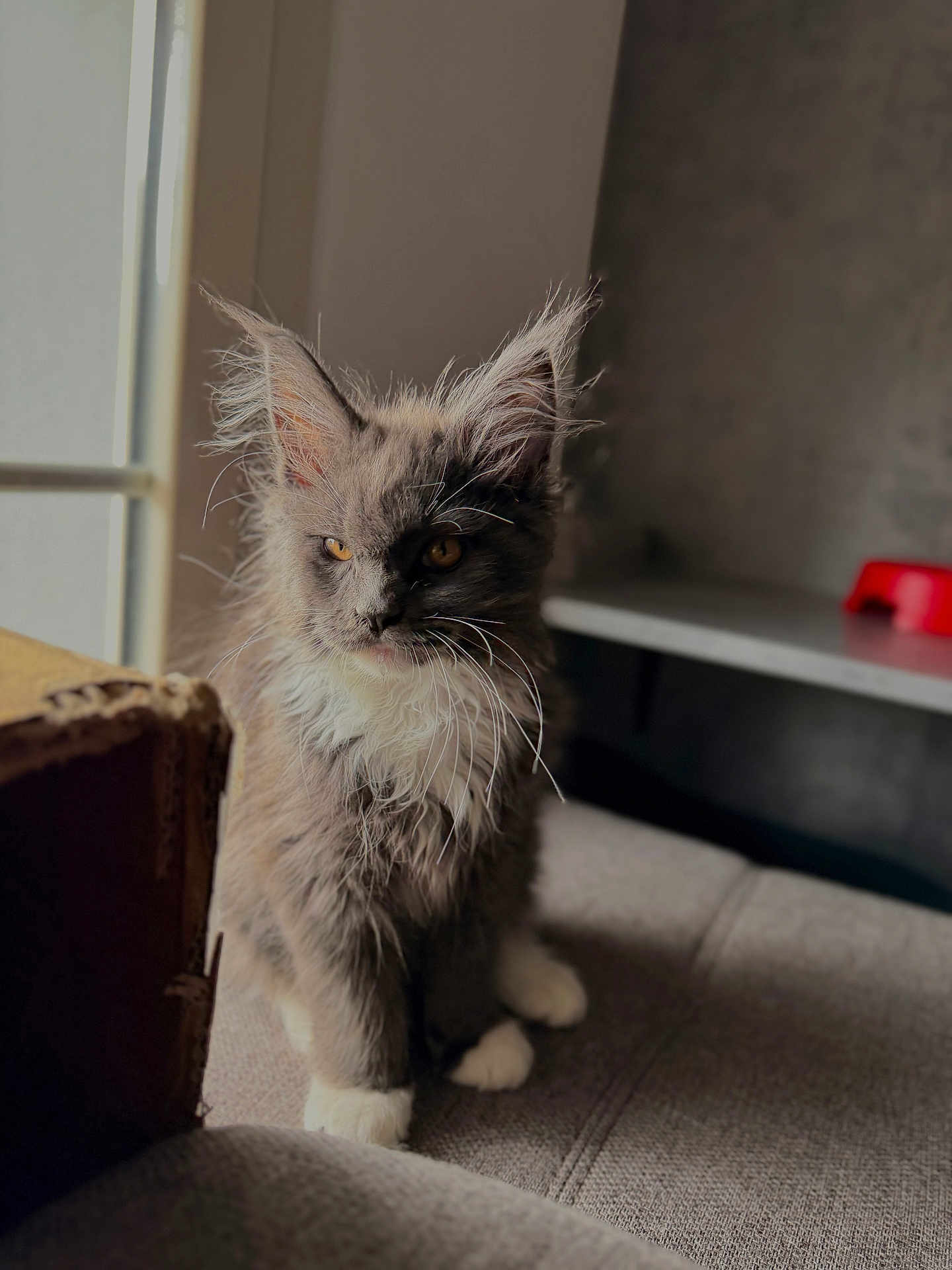 Athena a rejoint le concours — aidez-le/la à gagner de superbes lots ! cat, kitten, pet, feline, fluffy, whiskers, gray_cat, white_paws, yellow_eyes, tufted_ears, indoor, window_light, sunlight, cardboard_box, couch, fabric, portrait, sitting, cozy, cute