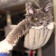 Athena participe au concours pour gagner de l'argent avec cette photo : cat, feline, long_hair, gray_cat, amber_eyes, paw, whiskers, pet, indoor, cat_tree, hammock, cozy, muzzle, portrait, close_up, ear_tufts, relaxed, sleepy, fur, domestic_animal