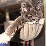 cat, feline, long_hair, gray_cat, amber_eyes, paw, whiskers, pet, indoor, cat_tree, hammock, cozy, muzzle, portrait, close_up, ear_tufts, relaxed, sleepy, fur, domestic_animal