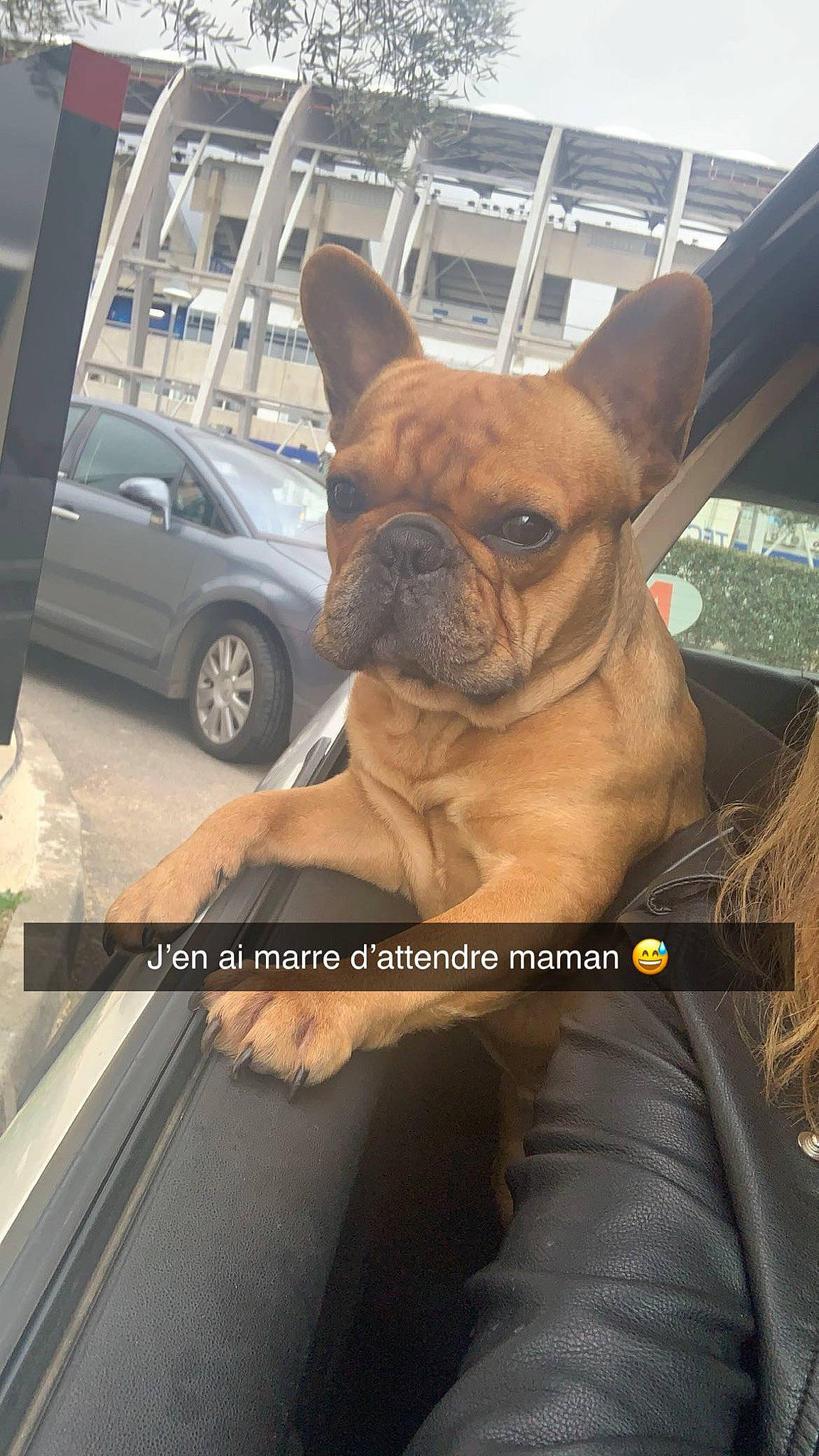 Tiger participe au concours pour gagner de l'argent avec cette photo : automotive_lighting, automotive_tire, bulldog, car, carnivore, companion_dog, dog, dog_breed, ear, fawn, fender, snout, tire, toy_dog, vehicle, vertebrate, wheel, window, working_animal, wrinkle