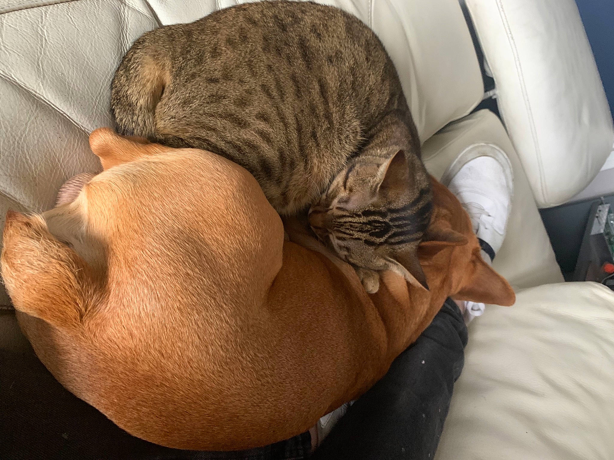 Tiger a rejoint le concours — aidez-le/la à gagner de superbes lots ! canidae, carnivore, cat, chair, comfort, dog_breed, domestic_short_haired_cat, fawn, felidae, fur, hat, human_leg, linens, small_to_medium_sized_cats, snout, sporting_group, tail, terrestrial_animal, whiskers, wood