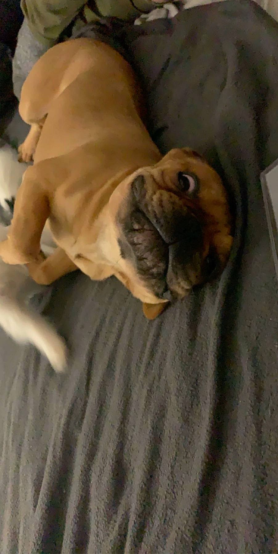 Tiger a rejoint le concours — aidez-le/la à gagner de superbes lots ! bulldog, canidae, carnivore, comfort, companion_dog, dog, dog_breed, fawn, flooring, hardwood, paw, snout, sporting_group, tail, terrestrial_animal, toy_dog, whiskers, wood, working_animal, wrinkle