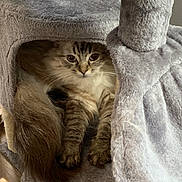 Dude is registered to the contest to win money with this photo: cat, fluffy, kitten, pet, feline, cozy, fur, tail, paws, indoor, cat_tree, gray, soft, resting, cute, animal, domestic, portrait, eyes, whiskers