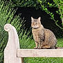 animal, bench, bush, cat, ears, feline, fur, garden, grass, greenery, nature, outdoor, peaceful, pet, plant, sitting, stone_bench, tabby, whiskers, wildflowers