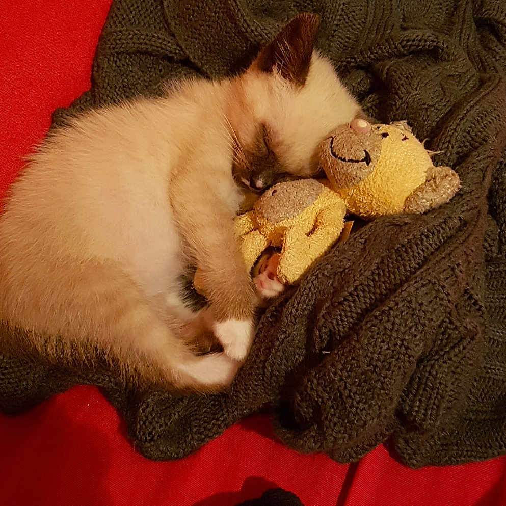 Kimono participe au concours pour gagner de l'argent avec cette photo : animal, blanket, comfort, cozy, cuddly, cute, fur, indoor, kitten, knitted, nap, peaceful, pet, red_background, resting, sleeping, small, soft, teddy_bear, toy