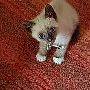 Kimono participe au concours pour gagner de l'argent avec cette photo : animal, blue_eyes, brown, carpet, cat, claws, cute, domestic_cat, feline, fur, indoor, kitten, looking_up, paws, pet, playful, small, whiskers, white, young