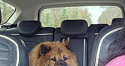 Loki a rejoint le concours — aidez-le/la à gagner de superbes lots ! dog, car, back_seat, fluffy, brown_dog, leather_seat, window, person, pink_sweater, interior, vehicle, seat_headrest, calm, pet, travel, road_trip, furry, companion, domestic_animal, daytime