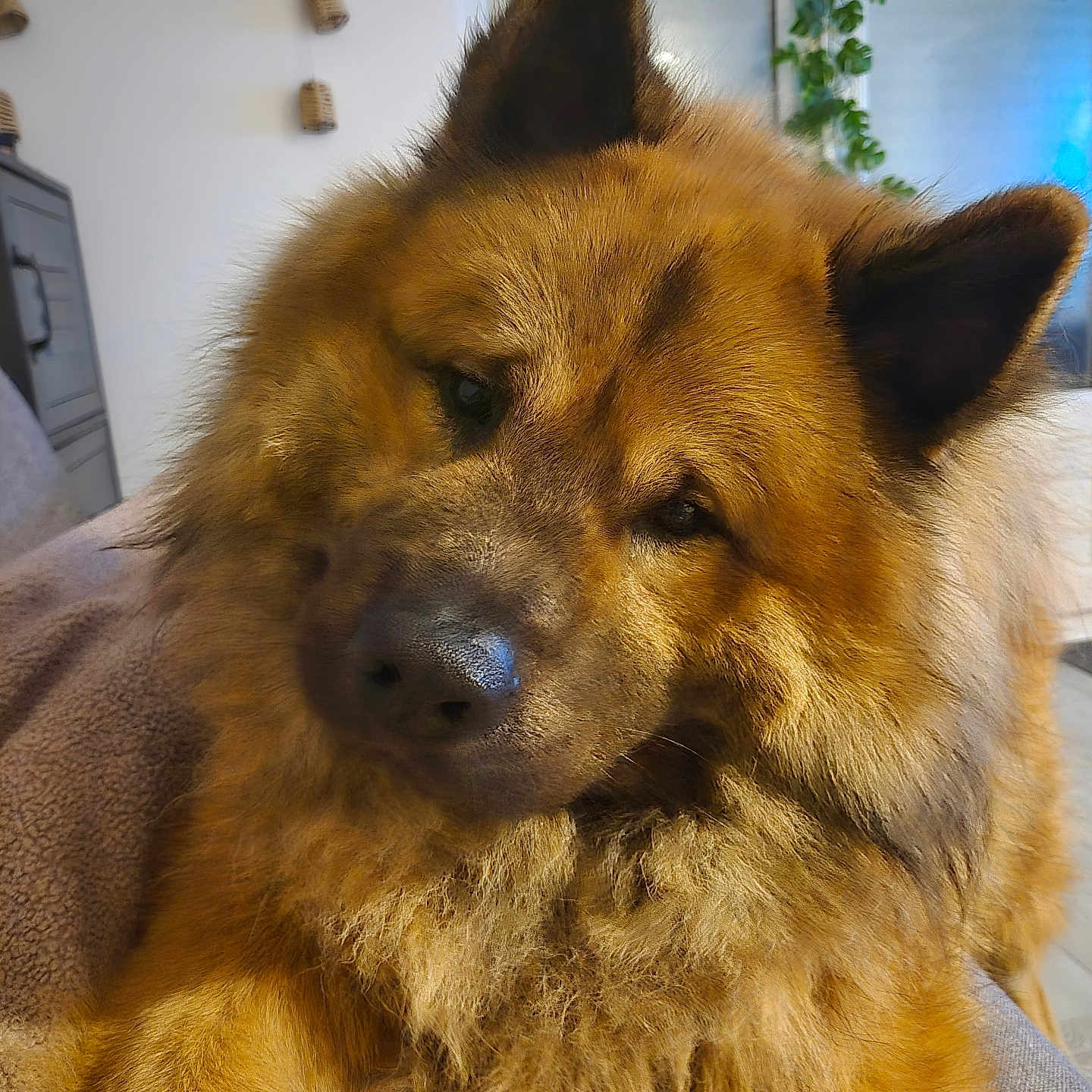 Loki a rejoint le concours — aidez-le/la à gagner de superbes lots ! dog, fluffy, brown, pet, indoor, blanket, fur, canine, cozy, relaxed, animal, ears, nose, portrait, houseplant, sofa, furniture, companion, cute, friendly